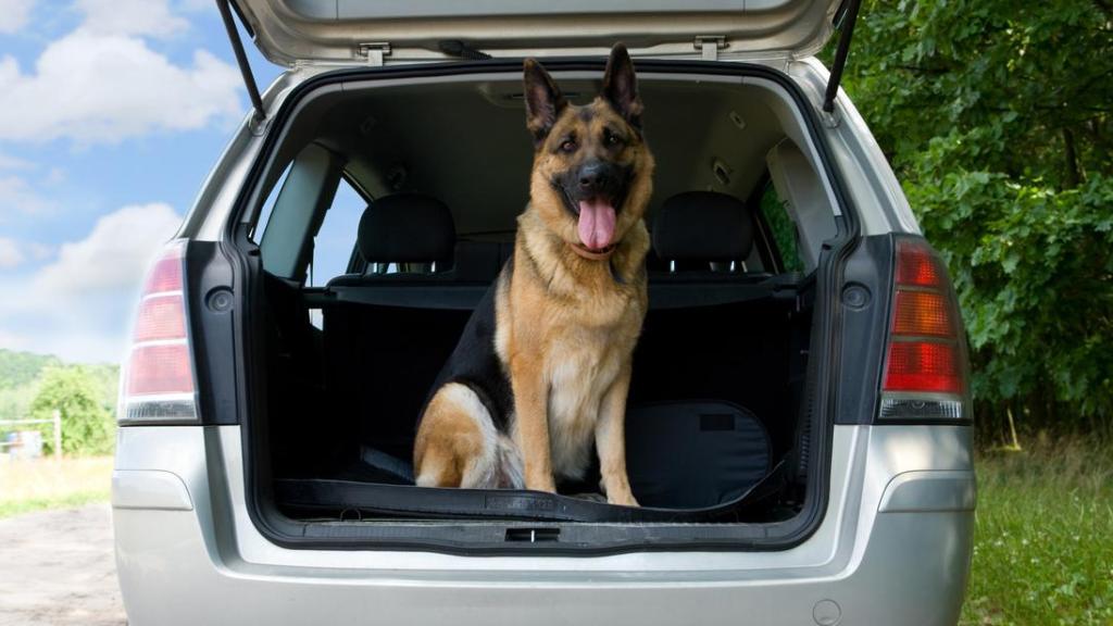 Un perro en un maletero.