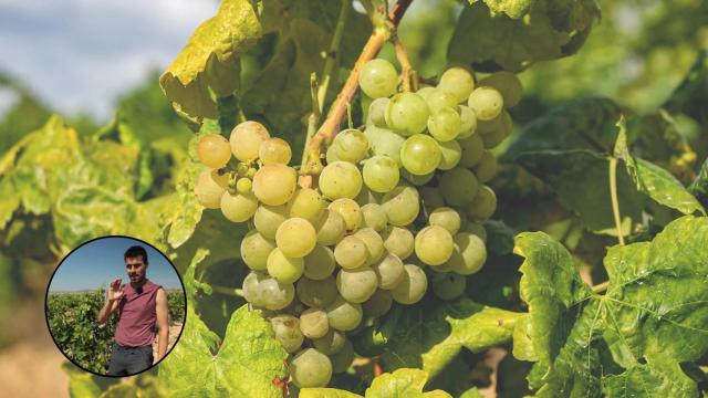 Jose Manuel, agricultor, tajante sobre el daño de las tormentas en la viña