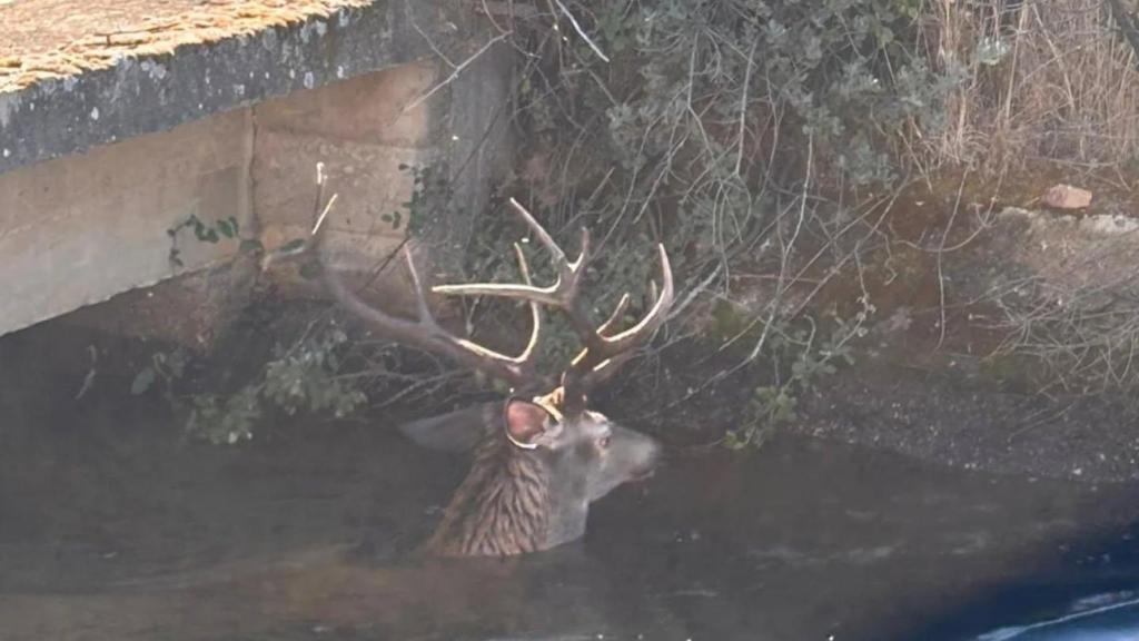 Imagen del ciervo atrapado en el canal de Pumarejos tras caer al agua.