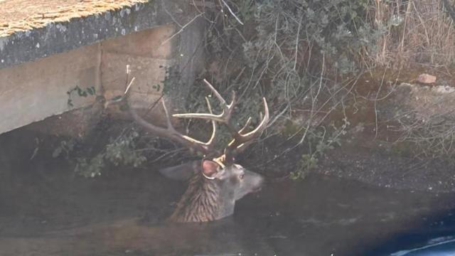 Imagen del ciervo atrapado en el canal de Pumarejos tras caer al agua.