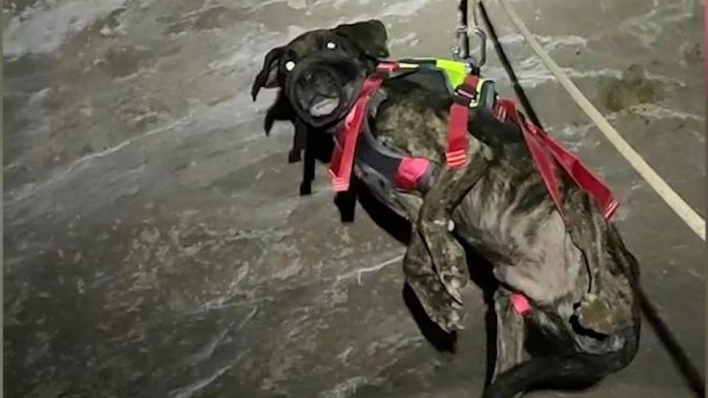 Rescate del perro abandonado en una aljibe en Teruel