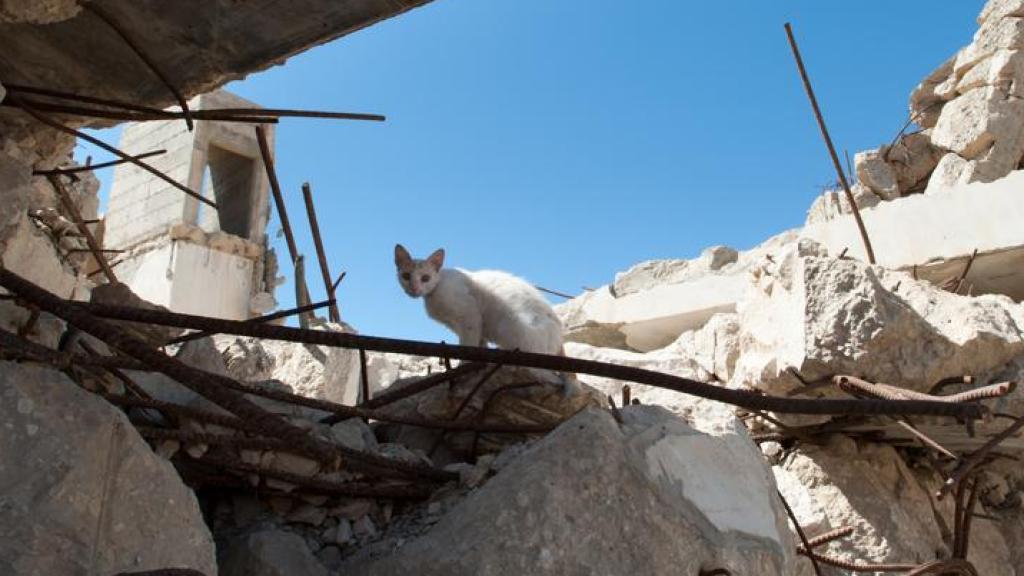 Un gato entre los escombros de Gaza.