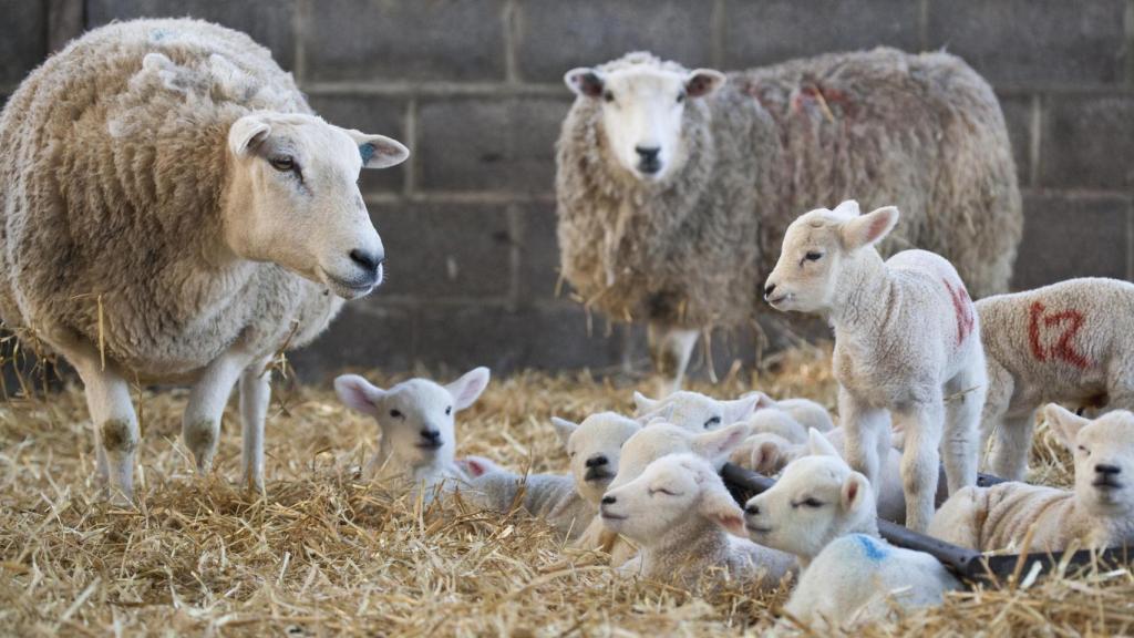 Corderos recién nacidos en granja.