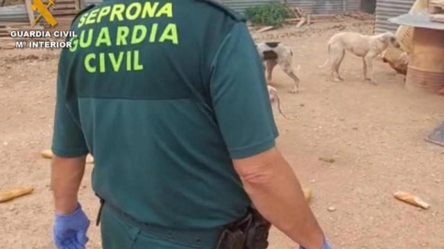 La Guardia Civil de Valladolid investiga a un varón por el ataque de un perro potencialmente peligroso