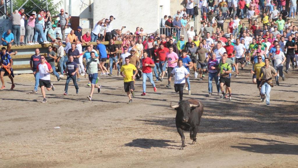 'Saltavallas' durante la celebración del Toro de la Vega de Tordesillas