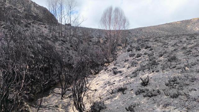 Imagen de la consecuencia de los incendios forestales de este verano en Galicia.