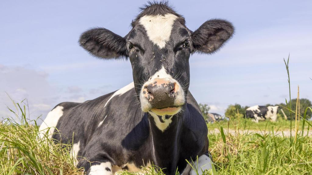 Una vaca tumbada en un prado.