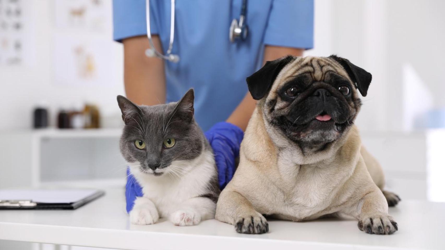 Un gato y un perro en un veterinario.