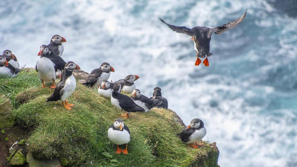 Un grupo de frailecillos.