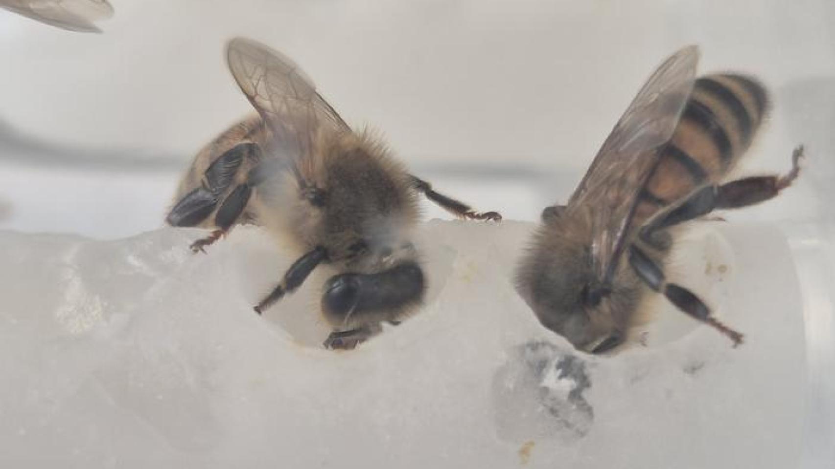 El apicultor Dan Etheridge con un marco para abejas.