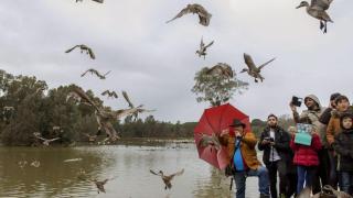 Algunas aves en la marisma de Doñana.