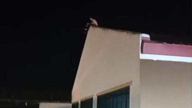 Un preso intenta fugarse de la cárcel El Puerto II de Cádiz