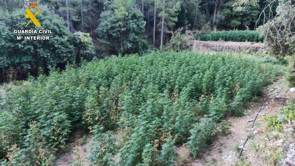 Una plantación de marihuana en Valderrobles, Teruel.