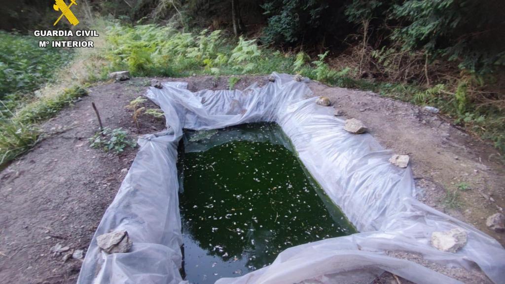 Plantación de marihuana en Valderrobles, Teruel.