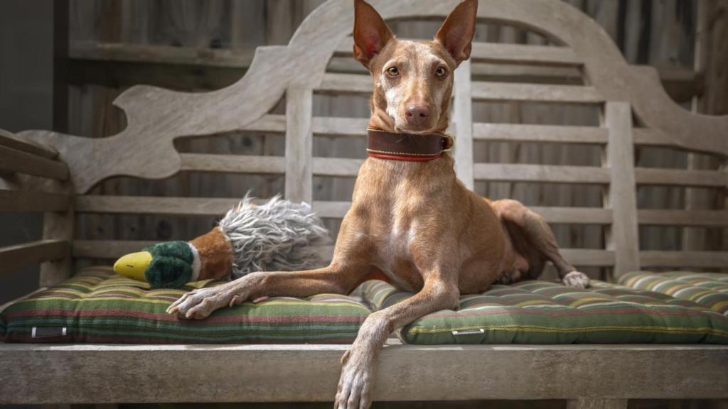 Un perro de caza en un sofá.