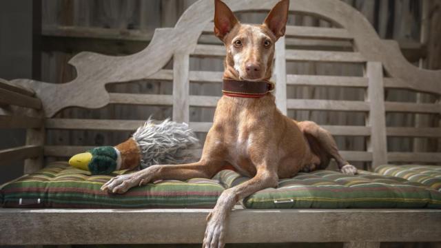 Un perro de caza en un sofá.