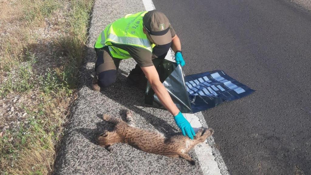 Cachorro de lince ibérico atropellado en Campo de Montiel (Ciudad Real).