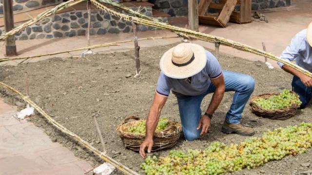Día de la Pasa en El Borge.