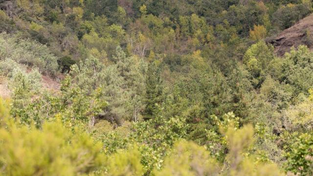 Masa forestal entre las aldeas de Froxán y Vilamor, en los montes de la Sierra do Courel, en Lugo.