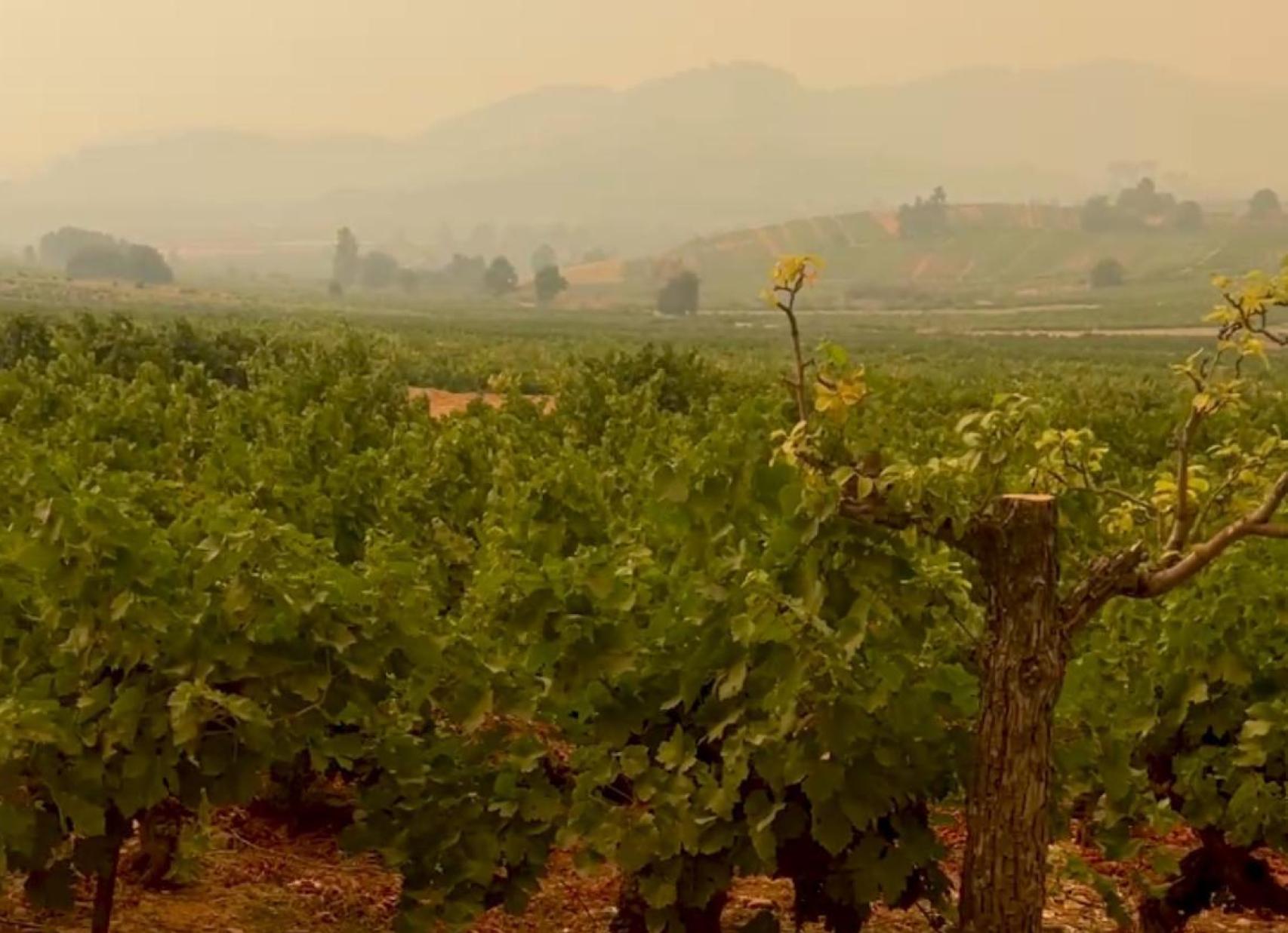 Nube de humo en viñedo berciano