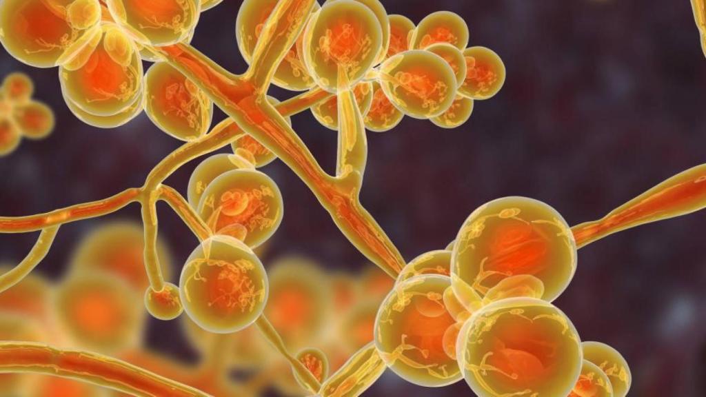 España lidera el avance del hongo ‘Candida auris’ en Europa: resistente, contagioso y potencialmente mortal.