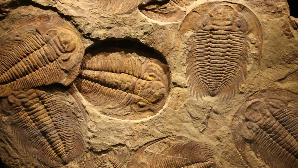 Impresión fósil de trilobite. Imagen de archivo