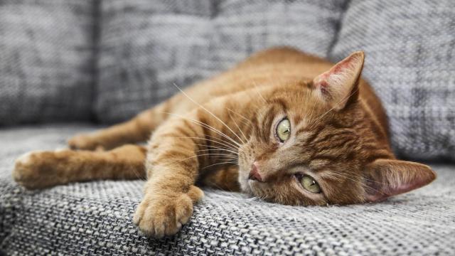 Un gato naranja en el sofá.