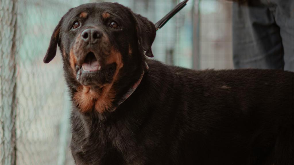 Azahar, uno de los perros de Salvando Peludos.