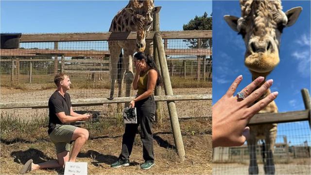 La pareja, que se conoció en San Diego en 2022, compartió en Instagram el emotivo momento junto a la jirafa.