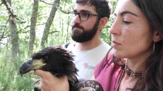 Pigargo europeo