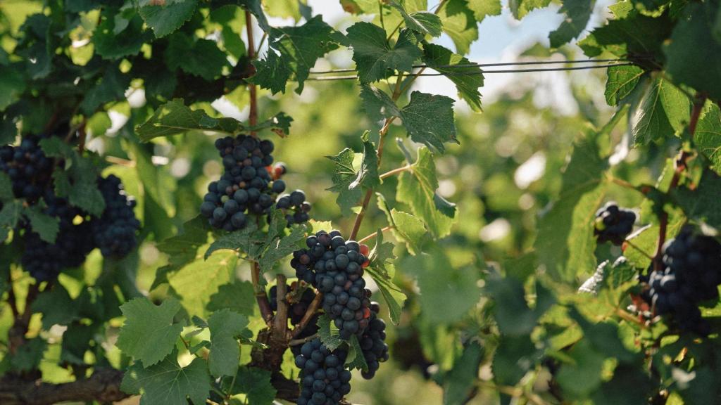 Möet&Chandon es el mayor propietario en hectáreas de viñedos en Champagne.