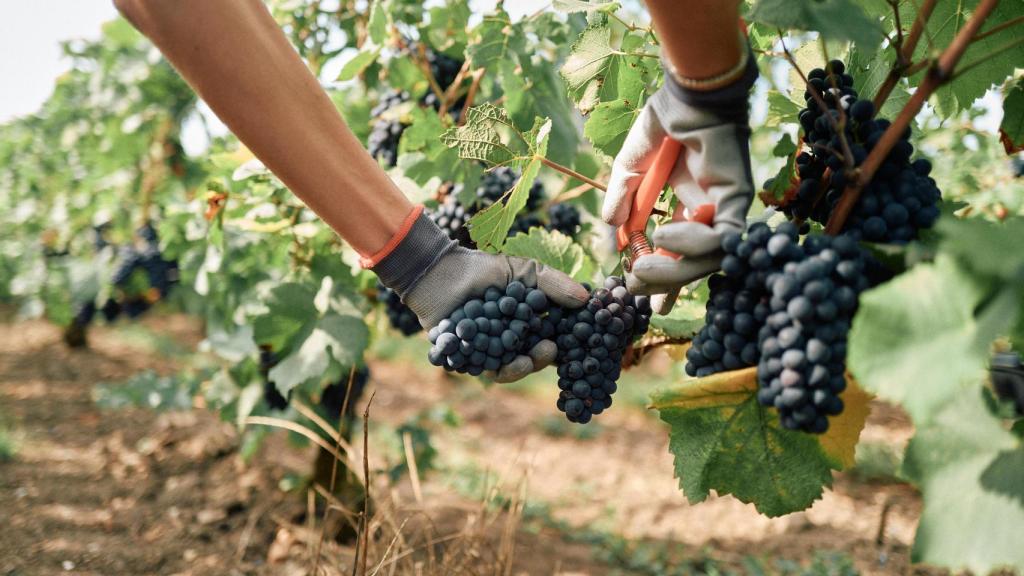 Momento de la vendimia de Möet&Chandon.