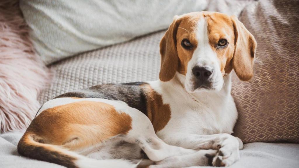 Un perro en un sofá.