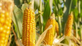 La planta de maíz será una de las más afectadas por el calentamiento global.