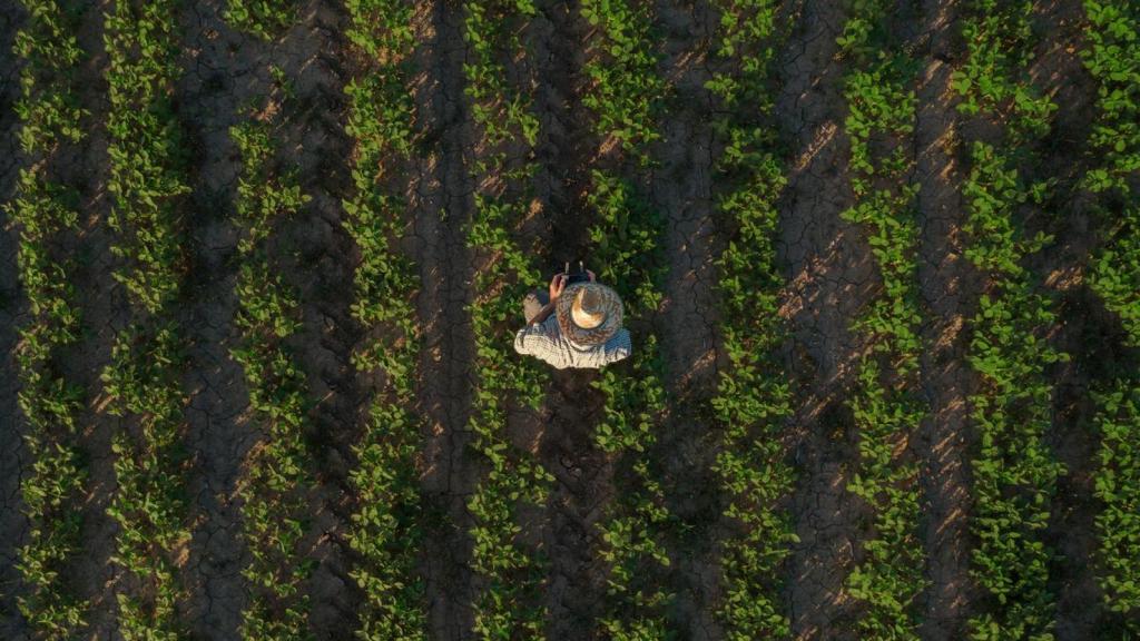 Campos de cultivos de soja.