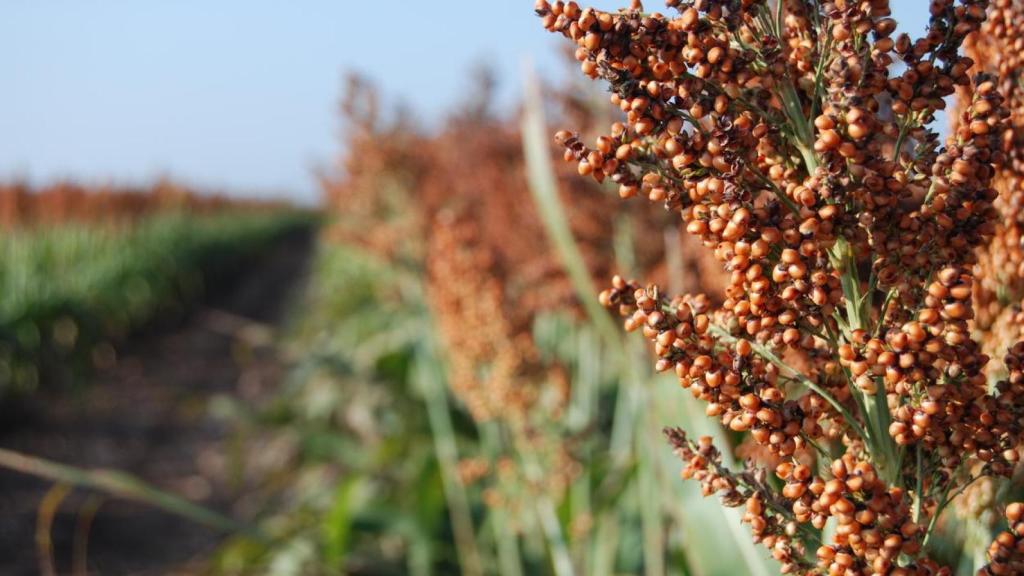 Campos de cultivos de sorgo.
