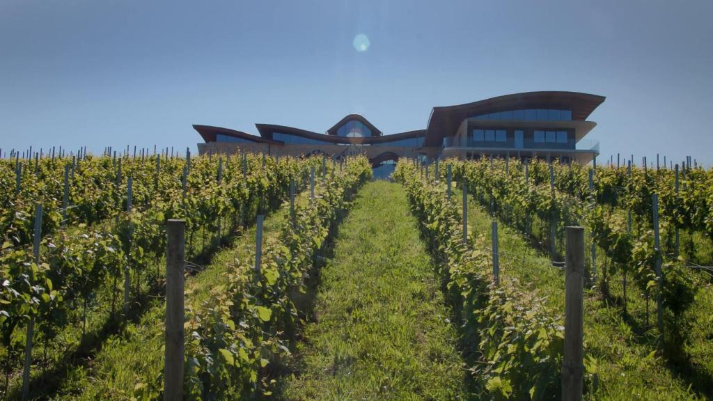 Los viñedos y, al fondo, la bodega.