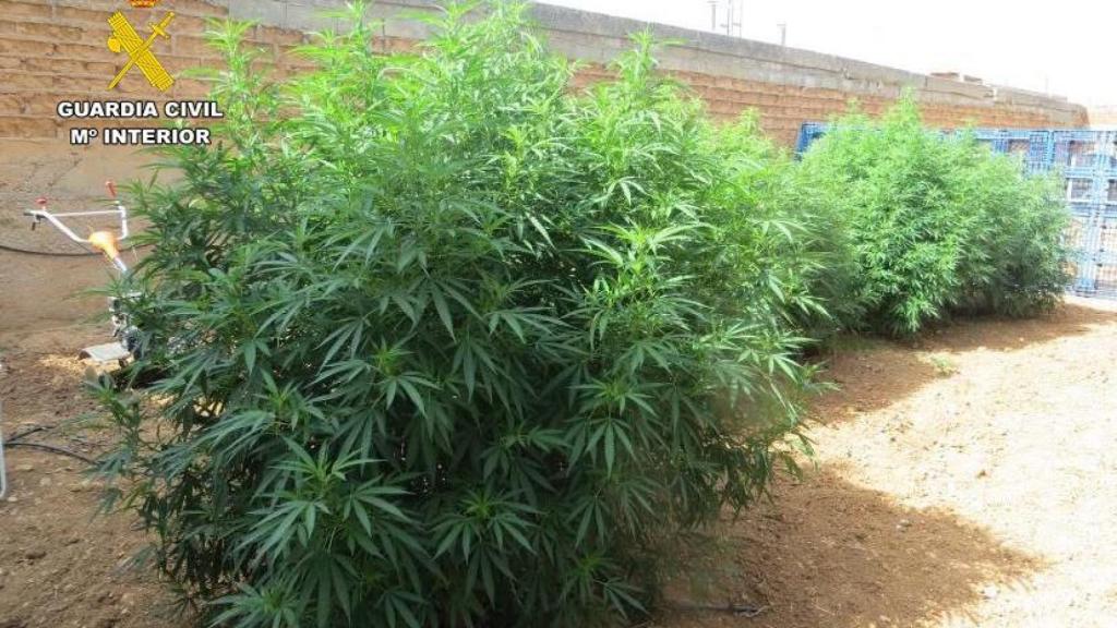 Plantas de marihuana pertenecientes a las plantas desmanteladas