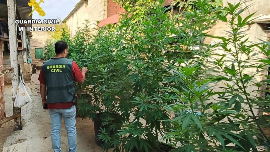 Plantas de marihuana pertenecientes a las plantas desmanteladas