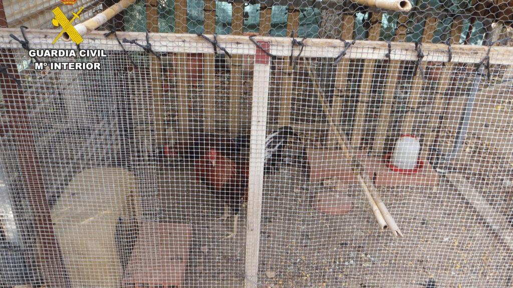 Criadero de gallos clandestino