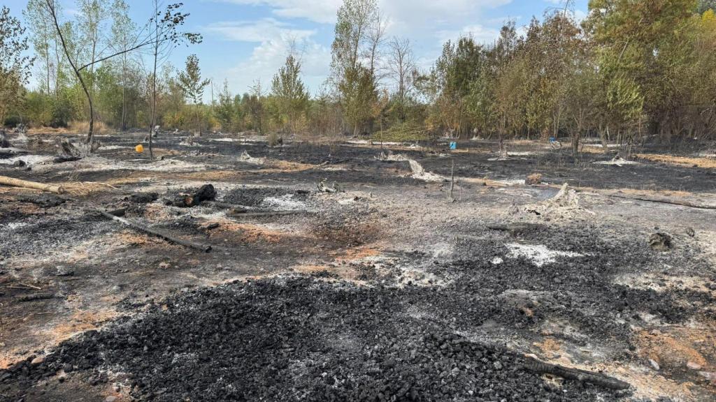 Parte del terreno quemado en Villarejo de Órbigo (León)