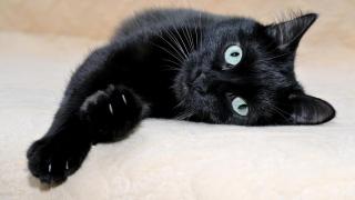 Un gato negro en un sofá.