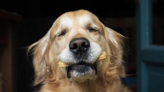 Un perro con un snack en boca.
