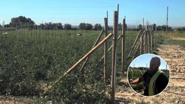Javier Sopesens, agricultor, sobre el truco para hacer tomateras rápido