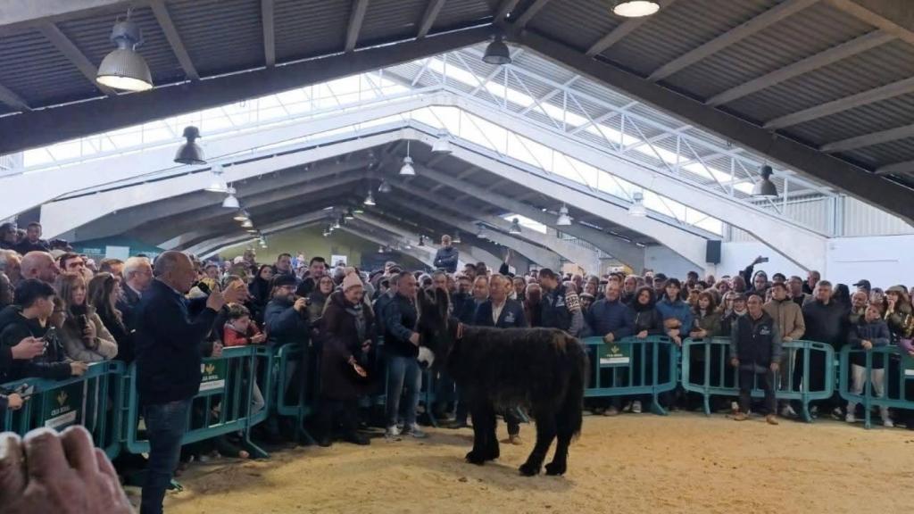 Certamen ganadero en la provincia de Zamora.