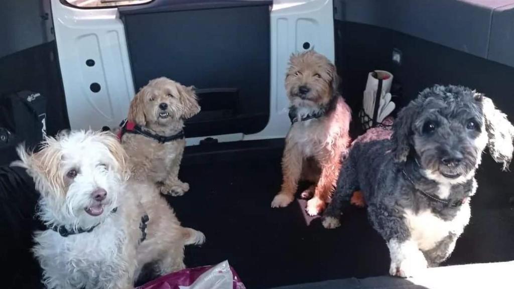 Pilar ha tenido difícil encontrar casa para sus cuatro perros y cuatro gatos.