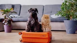 Un perro y un gato sentados encima de una maleta.