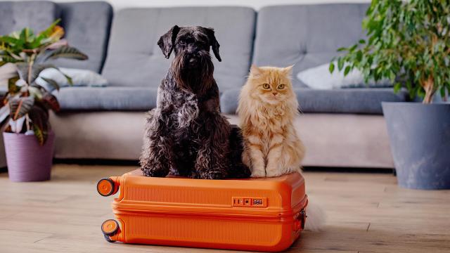 Un perro y un gato sentados encima de una maleta.