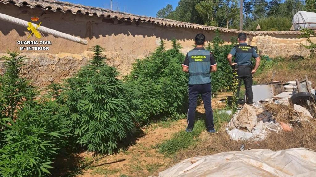 Imagen de los agentes de la Guardia Civil junto a las grandes plantas de marihuana en Olmos de Ojeda
