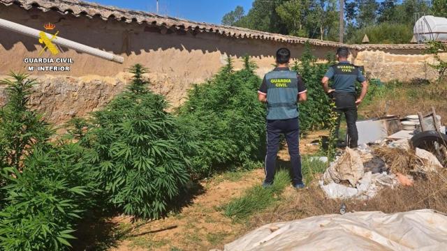 Imagen de los agentes de la Guardia Civil junto a las grandes plantas de marihuana en Olmos de Ojeda